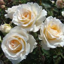Роза чайно-гибридная Шопен (кремово-красный) (С3,5)