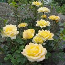 Роза почвопокровная Йеллоу Марин (желтый)