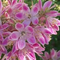 Дейция гибридная Мэджишн (цветки фиолетово-розовые с белой каймой, крупные)