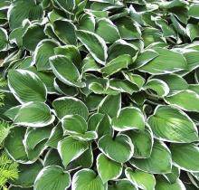 Хоста Форчуна Франси (лист тёмно-зелёный с узкой белой каймой,цветки лавандовые)(v1.5-2л)