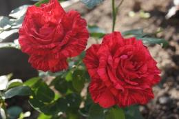 Роза чайно-гибридная Ред Интуишн (розовый с красными брызгами)/ЦКор