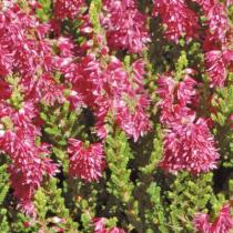 Вереск обыкновенный Комбрио (цветки розовые, лист оранжевый)