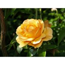 Роза парковая Чайнатаун (желтый с розоватым оттенком)