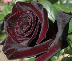 Роза чайно-гибридная  Блэк Баккара (темно-красный)