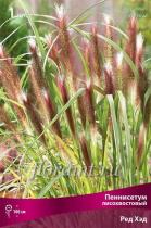 Пеннисетум лисохвостовый Ред Хэд (листья сочно-зелёные,осенью золот-жёлтые,соцветия фиол-крас,1шт,I)