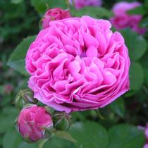 Роза парковая Луис Одьер (розовый)