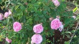 Роза плетистая Хэндель (С3,5) Ярко-розовый с бело-розовой серединой