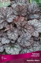 Гейхера гибридная Аметист Мист (листья пурпурные с серебристыми пятнами,розовые цветки, 1шт, I)