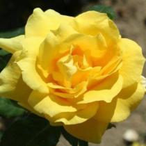 Роза чайно-гибридная Санблест (желтый)