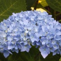 Гортензия крупнолистовая Ориджинал (цветки голубые; цветет на побегах прошлого и текущего года)