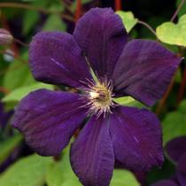 Клематис крупноцветковый Негретянка (темно-фиолетово-пурпурный)