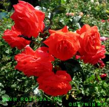 Роза плетистая Салита (оранжево-алый)