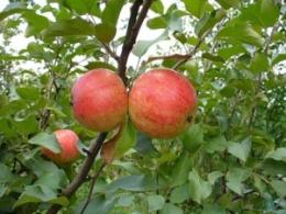 Яблоня Орлинка С7,5 (высокоурожайный, летнее)