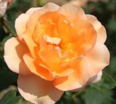 Роза чайно-гибридная Барбара Хендрикс (абрикосовый)