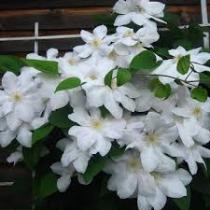 Клематис крупноцветковый Мадам Буасело (С2) Белый