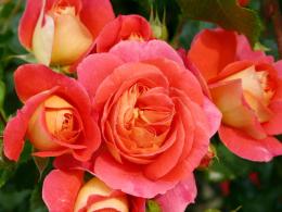 Роза флорибунда Братья Гримм (оранжево-красный)