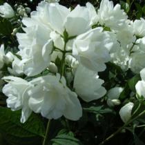 Жасмин садовый (Чубушник) Букет Бланк (цв. белые,махровые, 1,5 м)