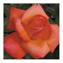 Роза Пигаль 85 (флор.)