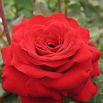 Роза парковая Флюоресцент (красный)