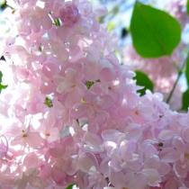 Сирень обыкновенная Жемчужина (цветки от нежно-розового до розовато-бело, махровые)